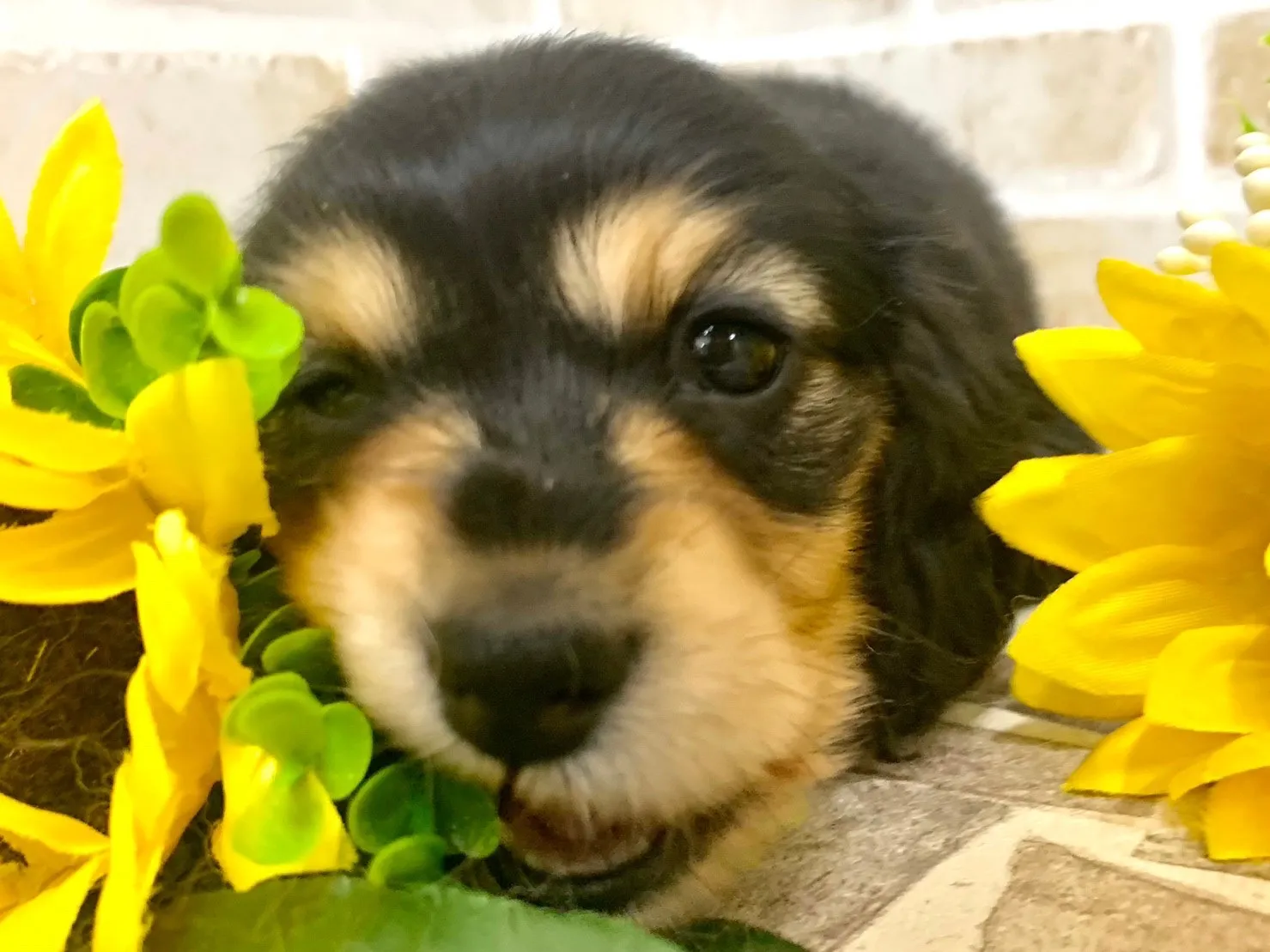 ミニチュアダックスの子犬さんたちが店頭デビューしました！